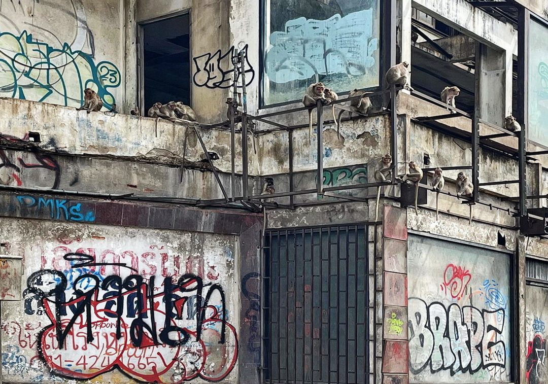Urban decay with monkeys