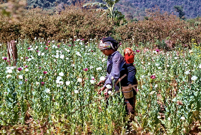 Woman with baby harvesting poppies near Muang Sing, northwest Laos